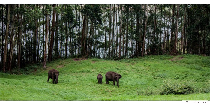 Elephants
