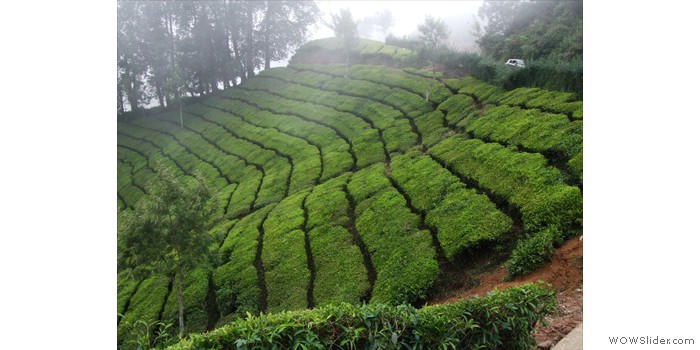 Tea Fields In The Clouds