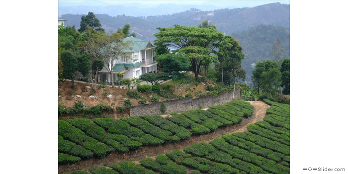 Rolling Seas Of Tea Fields