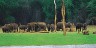 Elephant Herd On Wildlife Preserve