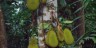 Jack
                      Fruit