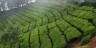 Tea Fields In The Clouds