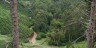 Tea Planted On Steep Slopes