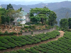 Munnar Tea
                                Plantation