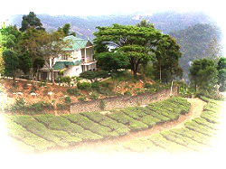 Tea Plantation